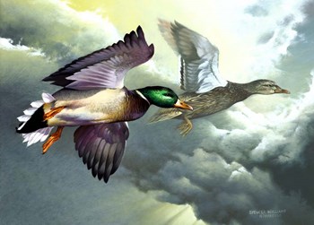 Mallards In Flight by Spencer Williams art print