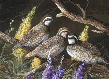 Bobwhite Trio 1 by Trevor V. Swanson art print