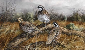 Bobwhite Trio 2 by Trevor V. Swanson art print