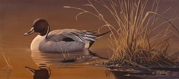 Amber Light - Pintail by Wilhelm J. Goebel art print