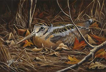 Woodcock In Hiding by Wilhelm J. Goebel art print