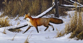 Fox Trot  - Red Fox by Wilhelm J. Goebel art print