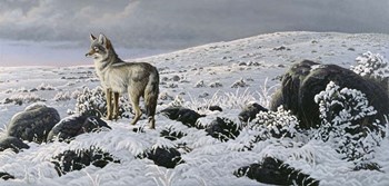 Open Country - Coyote by Wilhelm J. Goebel art print