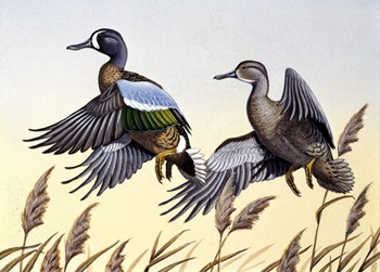 1981 Blue-Winged Teal by Wilhelm J. Goebel art print