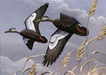 1982/1983 Black Ducks by Wilhelm J. Goebel art print