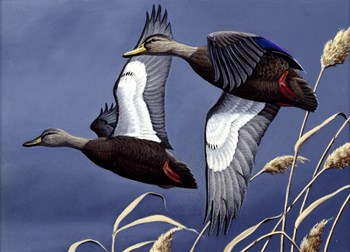 1984 Black Ducks by Wilhelm J. Goebel art print