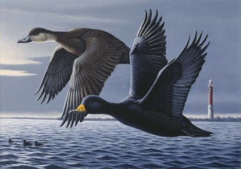 1990 Black Scoters by Wilhelm J. Goebel art print