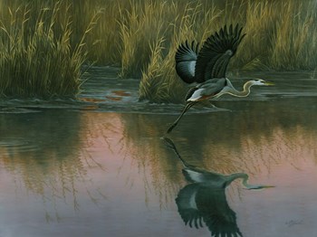 Evening Flight - Great Blue Heron by Wilhelm J. Goebel art print