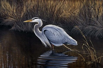 Making Strides - Great Blue Heron by Wilhelm J. Goebel art print