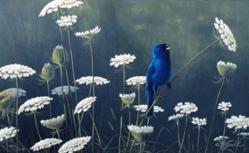 Indigo &amp; Lace - Indigo Bunting by Wilhelm J. Goebel art print