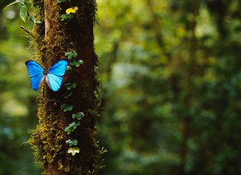 Blue Morpho Butterfly, Costa Rica by Panoramic Images art print