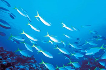 School of Fish Underwater by Panoramic Images art print