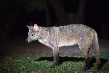 Crab-Eating Fox, Pantanal Wetlands, Brazil by Panoramic Images art print