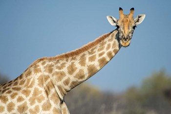 Southern Giraffe, Etosha National Park, Namibia by Panoramic Images art print