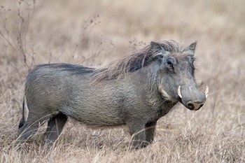 Warthog,Tarangire National Park, Tanzania by Panoramic Images art print