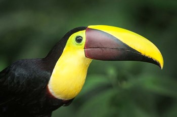 Keel-Billed Toucan, Sarapiqui, Costa Rica by Panoramic Images art print