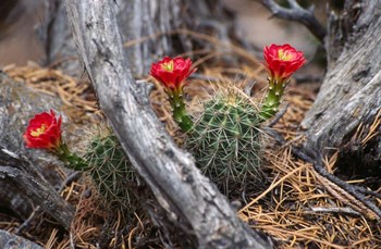 Hedgehog Cactus in Bloom by Panoramic Images art print