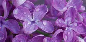 Lilac Flowers by Panoramic Images art print