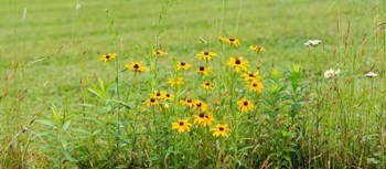 Wildflowers, Portville, New York State by Panoramic Images art print