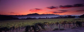 Vineyard At Sunset, Napa Valley, California by Panoramic Images art print