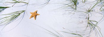 Starfish, Gulf of Mexico by Panoramic Images art print