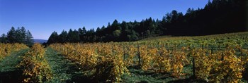 Vineyard in Fall, Sonoma County, California by Panoramic Images art print