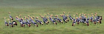 Crowned Crane, Ngorongoro Crater, Tanzania by Panoramic Images art print