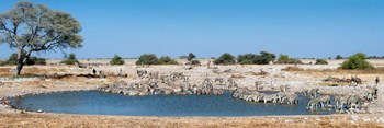 Burchell&#39;s Zebras, Etosha National Park, Namibia by Panoramic Images art print