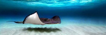 Southern Stingray, Grand Cayman, Cayman Islands by Panoramic Images art print