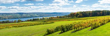 Glenora Vineyard, Seneca Lake, Finger Lakes, New York State by Panoramic Images art print