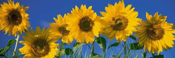 Sunflowers in a Row by Panoramic Images art print