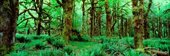 Rain Forest, Olympic National Park, Washington State by Panoramic Images art print