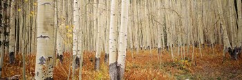 Aspen, Colorado by Panoramic Images art print