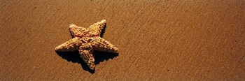 Starfish, Malibu, California by Panoramic Images art print