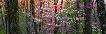 Virginia, Shenandoah National Park by Panoramic Images art print