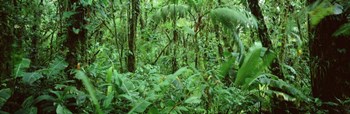 Monteverde Cloud Forest Reserve, Costa Rica by Panoramic Images art print