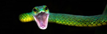 Green Vine Snake, Costa Rica by Panoramic Images art print