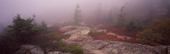Cadillac Mountain, Acadia National Park, Maine by Panoramic Images art print