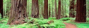 Avenue Of The Giants, Founders Grove, California by Panoramic Images art print