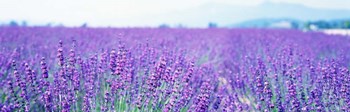 Lavender Field in Japan by Panoramic Images art print