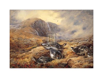 Danger Aloft (LE) by Archibald Thorburn art print