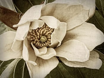 Classic Magnolia I by Rachel Perry art print
