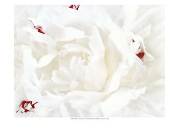 White Linen Peony I by Rachel Perry art print