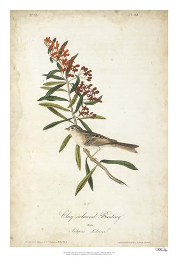 Delicate Bird and Botanical II by John James Audubon art print
