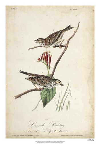 Delicate Bird and Botanical III by John James Audubon art print
