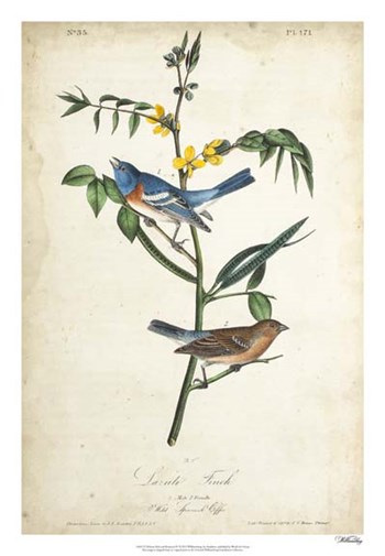 Delicate Bird and Botanical IV by John James Audubon art print