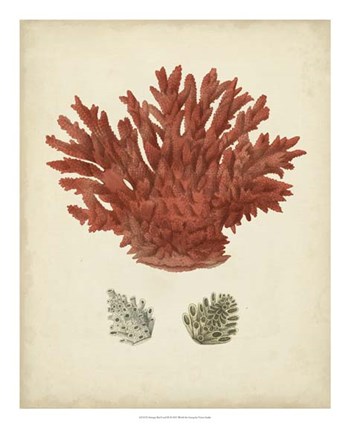 Antique Red Coral III by Vision Studio art print