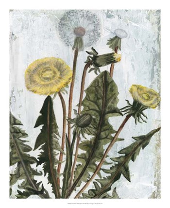 Dandelion Patina II by Naomi McCavitt art print