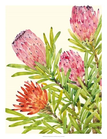 Watercolor Tropical Flowers I by Timothy O&#39;Toole art print