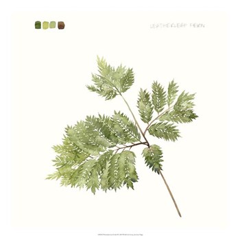 Watercolor Leaf Study II by Grace Popp art print